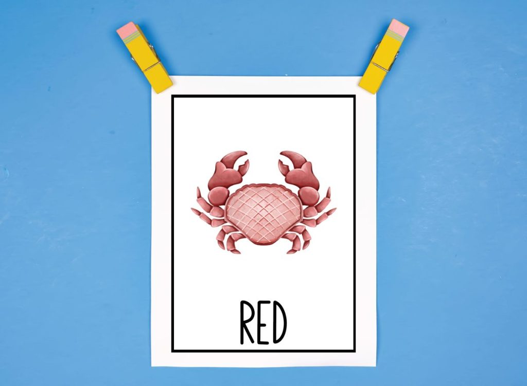 Red Crab Flash Card